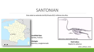 SANTONIAN 
Esta edad se extiende de 85,8 hasta 83,5 millones de años. 
Localidad tipo: 
Saintes, Francia 
Fósil índice: 
Baptornis advenus 
(Diller y William, 1915) 
Litología: 
Arenisca, conglomerado 
 