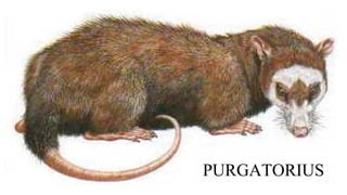 PURGATORIUS
 