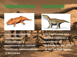 Los temnospóndilos Los cinodontos son
consiguieron reptiles similares a
diversificarse y mamíferos se
establecerse en hábitats extendieron por todo
acuáticos, semiacuáticos el sur de Gondwana.
y terrestres.
 
