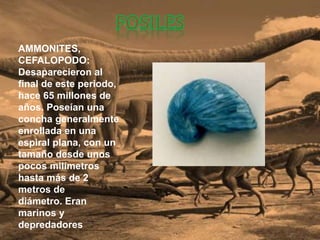 AMMONITES,
CEFALOPODO:
Desaparecieron al
final de este periodo,
hace 65 millones de
años. Poseían una
concha generalmente
enrollada en una
espiral plana, con un
tamaño desde unos
pocos milímetros
hasta más de 2
metros de
diámetro. Eran
marinos y
depredadores
 