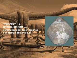 TEREBRATULA,
BRANQUIOPODO: se
caracterizan por tener conchas
con forma circular u oval
 