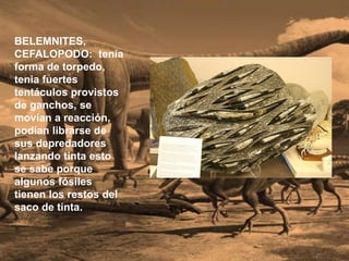 BELEMNITES,
CEFALOPODO: tenía
forma de torpedo,
tenia fuertes
tentáculos provistos
de ganchos, se
movían a reacción,
podían librarse de
sus depredadores
lanzando tinta esto
se sabe porque
algunos fósiles
tienen los restos del
saco de tinta.
 