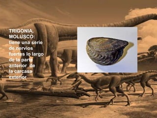 TRIGONIA,
MOLUSCO:
tiene una serie
de nervios
fuertes lo largo
de la parte
anterior de
la carcasa
exterior
 