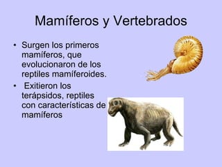 Mamíferos y Vertebrados Surgen los primeros mamíferos, que evolucionaron de los reptiles mamíferoides. Exitieron los terápsidos, reptiles con características de mamíferos 
