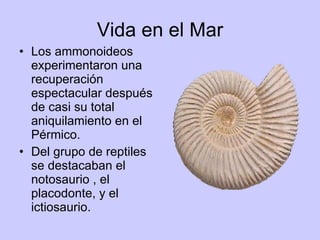 Vida en el Mar Los ammonoideos experimentaron una recuperación espectacular después de casi su total aniquilamiento en el Pérmico. Del grupo de reptiles se destacaban el notosaurio , el placodonte, y el ictiosaurio. 