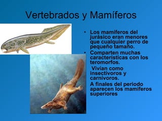 Vertebrados y Mamíferos Los mamíferos del jurásico eran menores que cualquier perro de pequeño tamaño.  Comparten muchas características con los teromorfos.  Vivían como insectívoros y carnívoros.  A finales del periodo aparecen los mamiferos superiores 