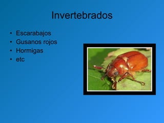 Invertebrados Escarabajos Gusanos rojos Hormigas etc 
