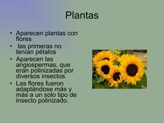 Plantas Aparecen plantas con flores las primeras no tenían pétalos  Aparecen las angiospermas, que eran polinizadas por diversos insectos. Las flores fueron adaptándose más y más a un solo tipo de insecto polinizado. 