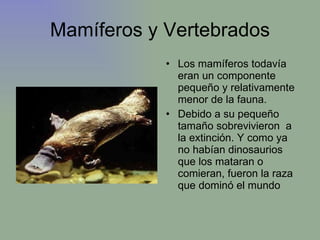 Mamíferos y Vertebrados Los mamíferos todavía eran un componente pequeño y relativamente menor de la fauna. Debido a su pequeño tamaño sobrevivieron  a la extinción. Y como ya no habían dinosaurios que los mataran o comieran, fueron la raza que dominó el mundo 