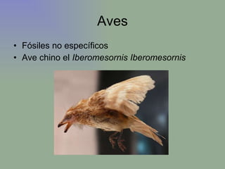 Aves Fósiles no específicos Ave chino el  Iberomesornis Iberomesornis 