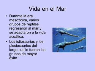 Vida en el Mar Durante la era mesozoica, varios grupos de reptiles regresaron al mar y se adaptaron a la vida acuática. Los ictiosaurios y los plesiosaurios del largo cuello fueron los grupos de mayor éxito. 