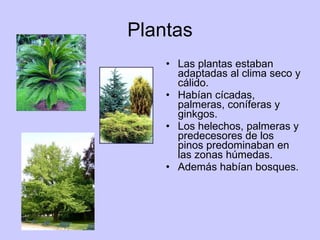 Plantas Las plantas estaban adaptadas al clima seco y cálido. Habían cícadas, palmeras, coníferas y ginkgos. Los helechos, palmeras y predecesores de los pinos predominaban en las zonas húmedas. Además habían bosques.  