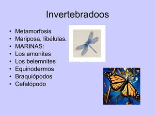 Invertebradoos Metamorfosis Mariposa, libélulas. MARINAS: Los amonites Los belemnites Equinodermos Braquiópodos  Cefalópodo 