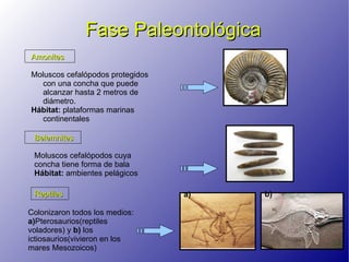 Fase Paleontológica
Amonites

Moluscos cefalópodos protegidos
   con una concha que puede
   alcanzar hasta 2 metros de
   diámetro.
Hábitat: plataformas marinas
   continentales

 Belemnites

 Moluscos cefalópodos cuya
 concha tiene forma de bala
 Hábitat: ambientes pelágicos

 Reptiles                         a)   b)

Colonizaron todos los medios:
a)Pterosaurios(reptiles
voladores) y b) los
ictiosaurios(vivieron en los
mares Mesozoicos)
 