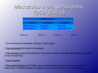 Mesozoico o era Secundaria
                  (250-65 m.a)
                                          MESOZOICO
                           Triásico         Jurásico        Cretácico
                        Mamíferos no     Grandes         Primeras
                        placentados      reptiles        angiospermas


                     250m.a.           195m.a.         140m.a.          65m.a.



    En el mesozoico podemos distinguir cuatro fases:

    Fase geológica (formación de pangea)

 Fase biológica (gran diversificación de la fauna marina y reptiles además de la aparición
de los dinosaurios)

    Fase climática

 Fase paleontológica (los fósiles más característicos de esta era son el amonite, el
belemnites y distintos fósiles de reptiles como los pterosaurios y los ictiosaurios)
 