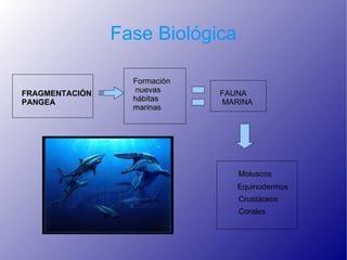 Fase Biológica

                  Formación
FRAGMENTACIÓN      nuevas     FAUNA
PANGEA            hábitas     MARINA
                  marinas




                                 Moluscos
                                 Equinodermos
                                 Crustáceos
                                 Corales
 