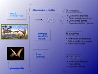 Dinosaurios y reptiles           Terópodos
                                                


MEDIO
TERRESTRE                                       
                                                  Carnívoros bípedos
                              Tipos de
                                                
                                                  Patas anteriores cortas
                              dinosaurios
                                                
                                                  Con fuertes garras
                                                
                                                  Enormes dientes cónicos



                    Primeros                Saurópodos
                                            


                   Mamíferos
                   (triásico)               
                                              Herbívoros cuadrípedos
                                            
                                              Cola y cuello muy largos
                                            
                                              Patas columnares



                 Aves
                 (jurásico)                     Ornitópodos
                                                



                                                
                                                  Herbívoros Bípedos
                                                
                                                  Pico córneo
                                                
                                                  Grandes dientes
pterodactilo
 
