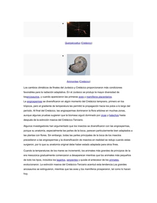  
Quetzalcoatlus (Cretácico) 
 
Ammonites (Cretácico) 
Los cambios climáticos de finales del Jurásico y Cretácico proporcionaron más condiciones 
favorables para la radiación adaptativa. En el Jurásico se produjo la mayor diversidad de 
losarcosaurios, y cuando aparecieron las primeras aves y mamíferos placentarios. 
La angiospermas se diversificaron en algún momento del Cretácico temprano, primero en los 
trópicos, pero el gradiente de temperatura les permitió la propagación hacia los polos a lo largo del 
período. Al final del Cretácico, las angiospermas dominaron la flora arbórea en muchas zonas, 
aunque algunas pruebas sugieren que la biomasa siguió dominado por cicas y helechos hasta 
después de la extinción masiva del Cretácico-Terciario. 
Algunos investigadores han argumentado que los insectos se diversificaron con las angiospermas, 
porque su anatomía, especialmente las partes de la boca, parecen particularmente bien adaptados a 
las plantas con flores. Sin embargo, todas las partes principales de la boca de los insectos 
precedieron a las angiospermas y la diversificación de insectos en realidad se redujo cuando estas 
surgieron, por lo que su anatomía original debe haber estado adaptada para otros fines. 
Cuando la temperaturas de los mares se incrementó, los animales más grandes de principios de la 
era mesozoica gradualmente comenzaron a desaparecer mientras que los animales más pequeños 
de todo los tipos, incluidos los lagartos, serpientes y quizás el antecesor de los primates, 
evolucionaron. La extinción masiva del Cretácico-Terciario acentuó esta tendencia.Los grandes 
arcosaurios se extinguieron, mientras que las aves y los mamíferos prosperaron, tal como lo hacen 
hoy. 
 