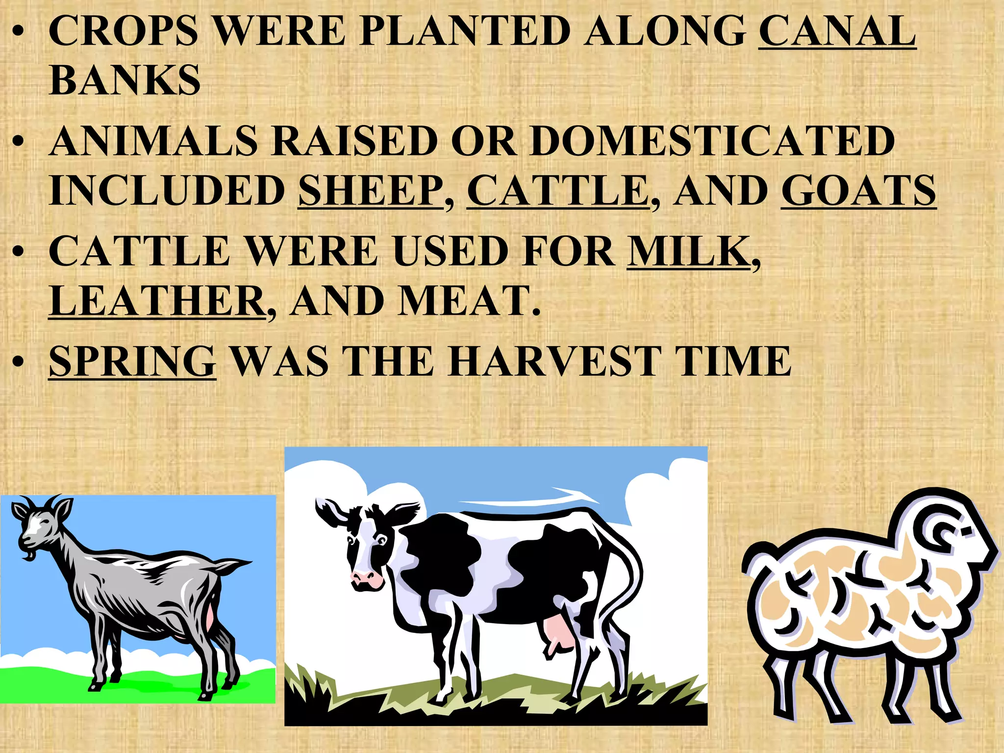 CROPS WERE PLANTED ALONG  CANAL  BANKS ANIMALS RAISED OR DOMESTICATED INCLUDED  SHEEP ,  CATTLE , AND  GOATS CATTLE WERE USED FOR  MILK ,  LEATHER , AND MEAT. SPRING  WAS THE HARVEST TIME 