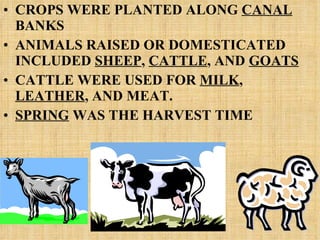 CROPS WERE PLANTED ALONG  CANAL  BANKS ANIMALS RAISED OR DOMESTICATED INCLUDED  SHEEP ,  CATTLE , AND  GOATS CATTLE WERE USED FOR  MILK ,  LEATHER , AND MEAT. SPRING  WAS THE HARVEST TIME 