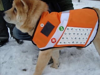 Messenger Dog