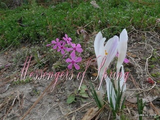 Messengers of spring