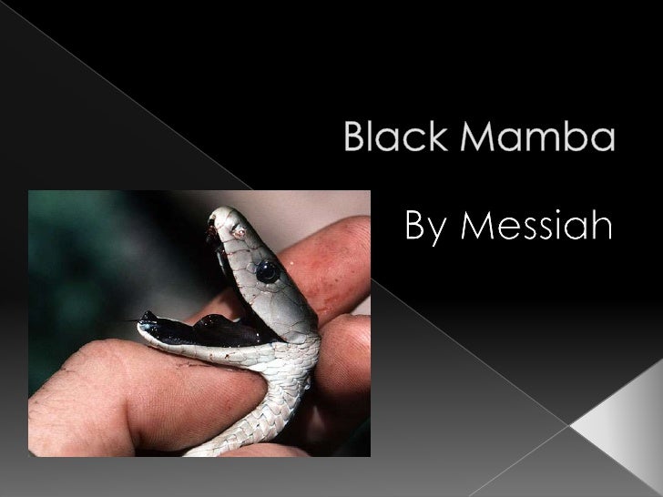 Stunning Mamba Snake Dietary Needs image