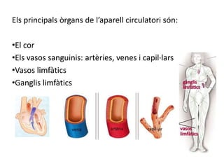Els principals òrgans de l’aparell circulatori són:

•El cor
•Els vasos sanguinis: artèries, venes i capil·lars
•Vasos limfàtics
•Ganglis limfàtics
 