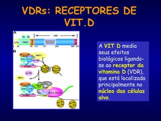 VDRs: RECEPTORES DE
VIT.D
A VIT D media
seus efeitos
biológicos ligando-
se ao receptor da
vitamina D (VDR),
que está localizada
principalmente no
núcleo das células
alvo.
 