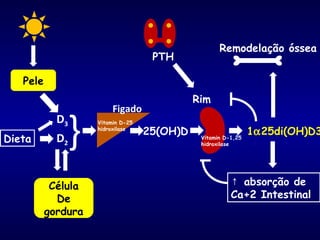 Pele
Figado
D2
Rim
Dieta
↑ absorção de
Ca+2 Intestinal
D3
25(OH)D 1α25di(OH)D3
Remodelação óssea
}
PTH
Vitamin D-25
hidroxilase
Vitamin D-1,25
hidroxilase
Célula
De
gordura
 