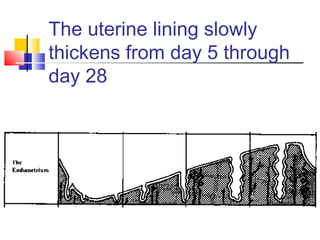 The uterine lining slowly
thickens from day 5 through
day 28
 