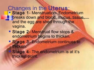 Changes in the Uterus:
 Stage 1- Menstruation- Endometrium
breaks down and blood, mucus, tissue,
and the egg are shed through the
vagina.
 Stage 2- Menstrual flow stops &
endometrium begins to thicken.
 Stage 3- Endometrium continues to
thicken.
 Stage 4- The endometrium is at it’s
thickest point.
 