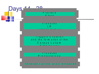 Days 14 - 28
C o n t in u e s u t e r in e lin in g t h ic k e n in g
P r o d u c e s
P r o g e s t e r o n e
T r ig g e r s O v u la t io n
a n d t h e f o r m a t io n o f t h e
C o r p u s L u t iu m
W i t h i n t h e o v a r y
P r o d u c e s
L H
L u t i n i z i n g H o r m o n e
P it u it a r y
G la n d
 