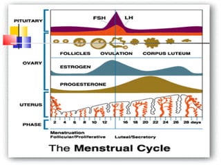 Mestrual cycle