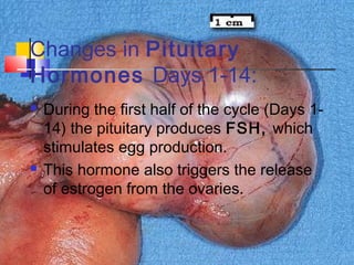 Changes in Pituitary
Hormones Days 1-14:
 During the first half of the cycle (Days 1-
14) the pituitary produces FSH, which
stimulates egg production.
 This hormone also triggers the release
of estrogen from the ovaries.
 