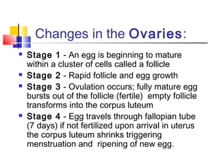Changes in the Ovaries:
 Stage 1 - An egg is beginning to mature
within a cluster of cells called a follicle
 Stage 2 - Rapid follicle and egg growth
 Stage 3 - Ovulation occurs; fully mature egg
bursts out of the follicle (fertile) empty follicle
transforms into the corpus luteum
 Stage 4 - Egg travels through fallopian tube
(7 days) if not fertilized upon arrival in uterus
the corpus luteum shrinks triggering
menstruation and ripening of new egg.
 
