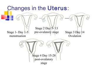 Changes in the Uterus:
Stage 1- Day 1-5
menstruation
Stage 2 Day 5- 13
pre-ovulatory stage Stage 3 Day 14
Ovulation
Stage 4 Day 15-28
post-ovulatory
stage
 