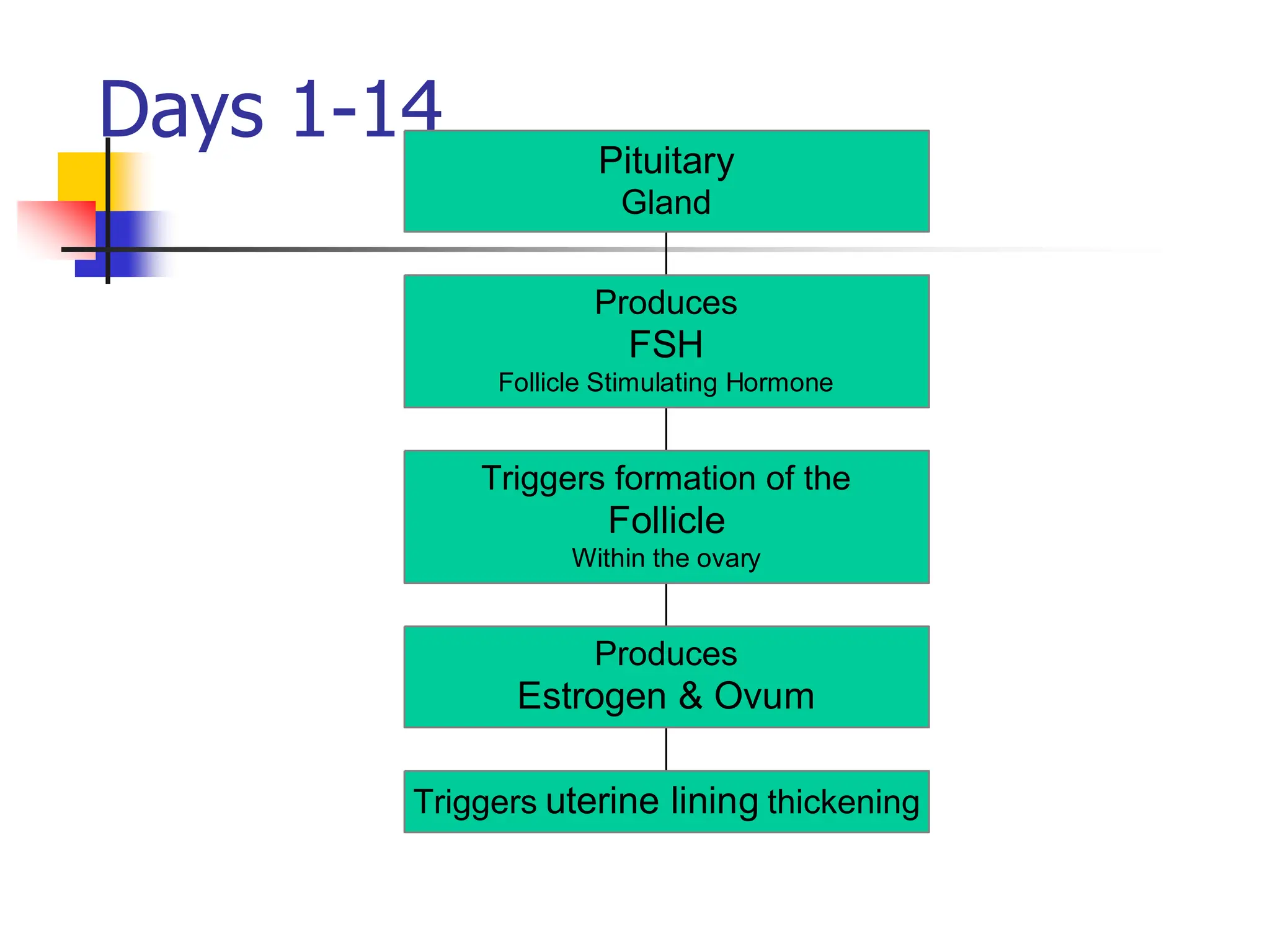 Days 1-14
Triggers uterine lining thickening
Produces
Estrogen & Ovum
Triggers formation of the
Follicle
Within the ovary
Produces
FSH
Follicle Stimulating Hormone
Pituitary
Gland
 