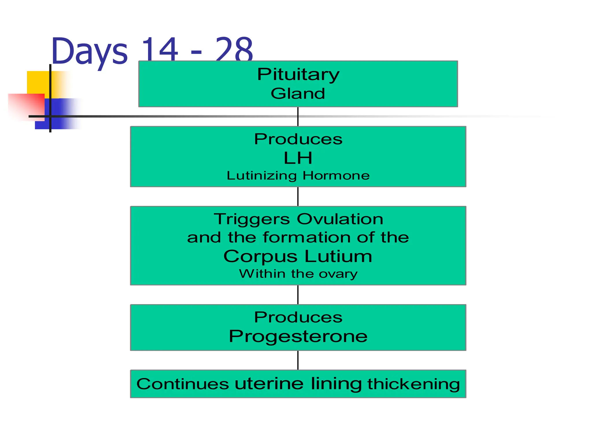 Days 14 - 28
Continues uterine lining thickening
Produces
Progesterone
Triggers Ovulation
and the formation of the
Corpus Lutium
Within the ovary
Produces
LH
Lutinizing Hormone
Pituitary
Gland
 