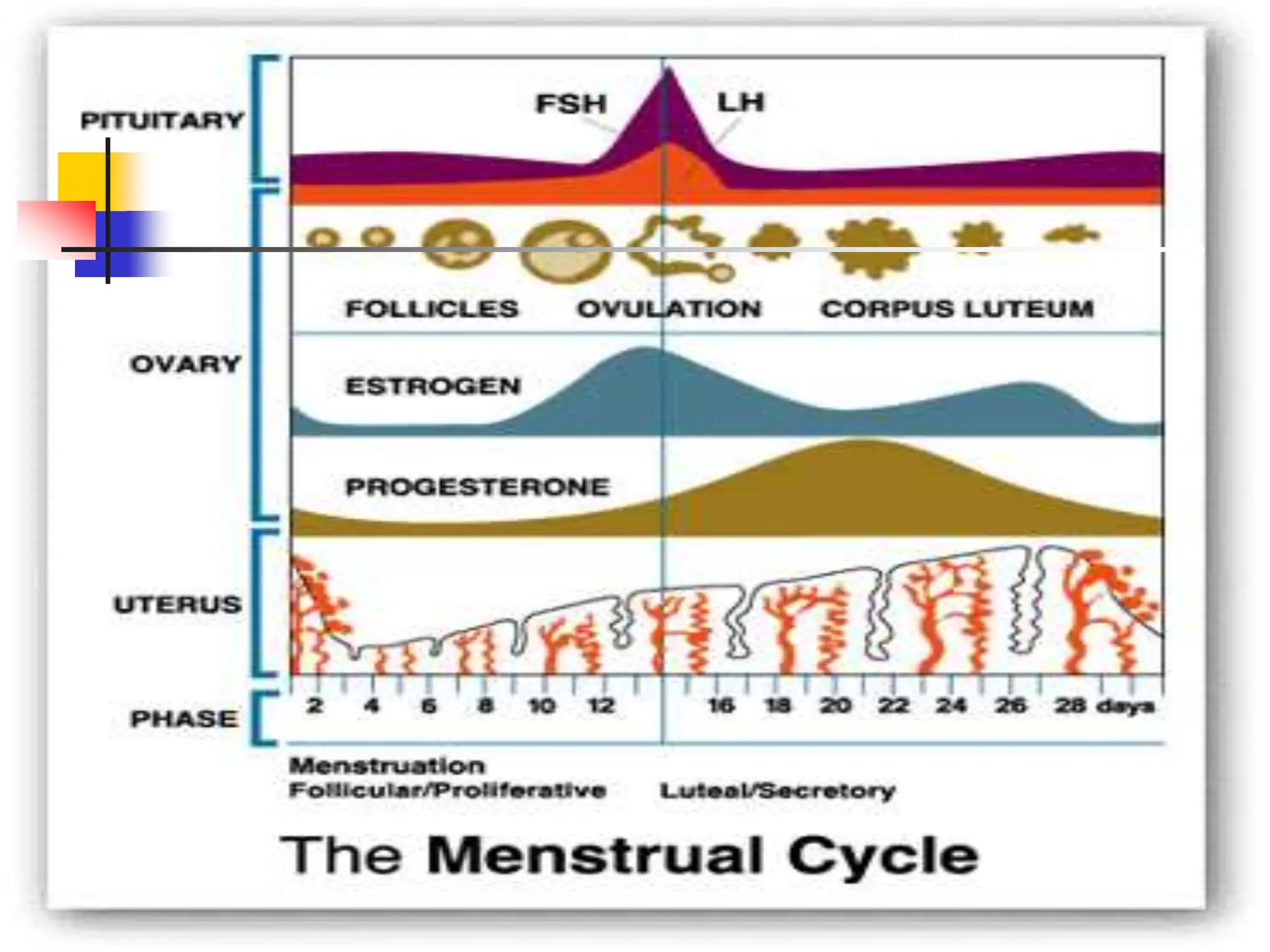changes and phases of female reproductive cycle pptPPT.ppt