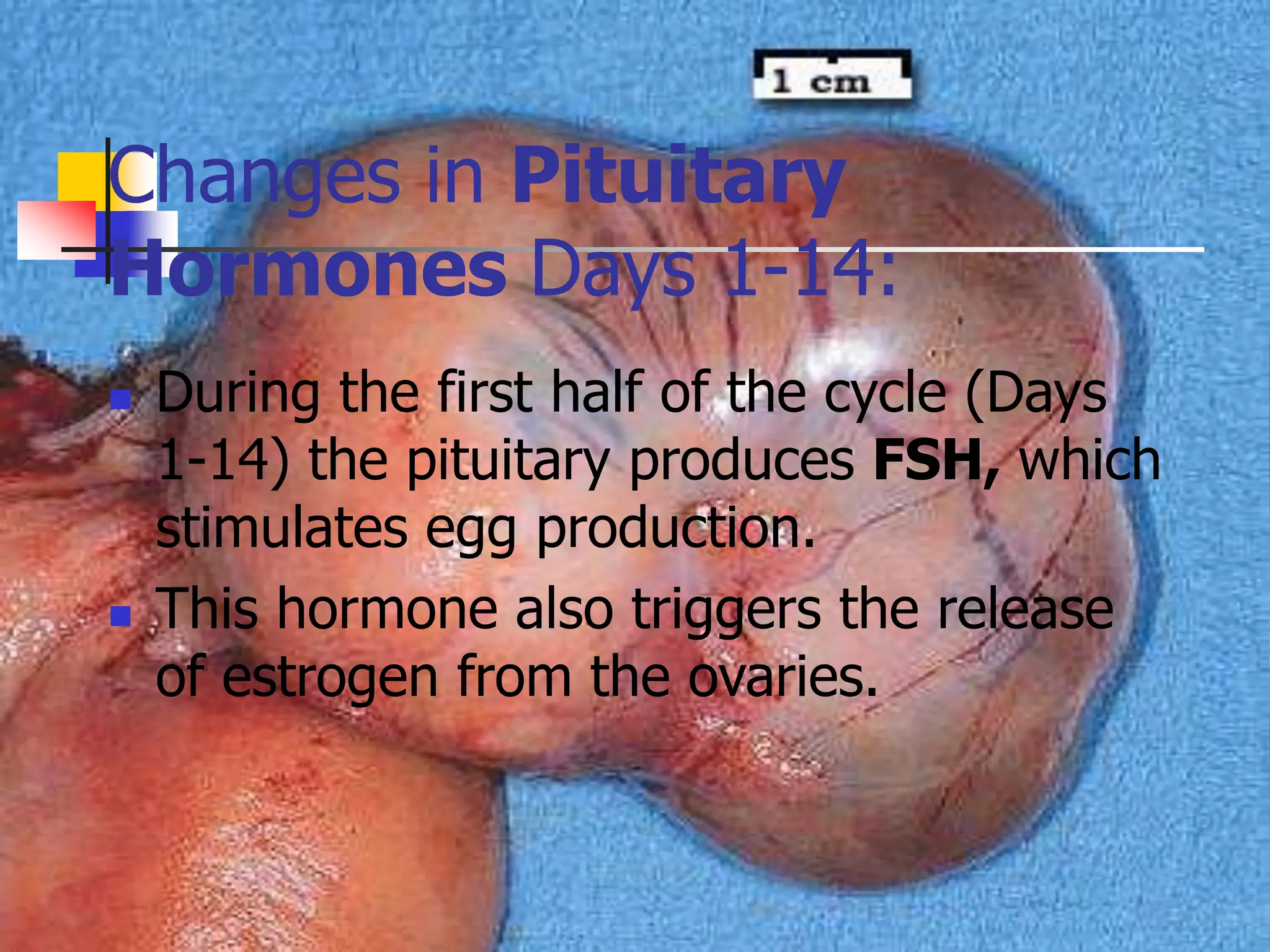 Changes in Pituitary
Hormones Days 1-14:
 During the first half of the cycle (Days
1-14) the pituitary produces FSH, which
stimulates egg production.
 This hormone also triggers the release
of estrogen from the ovaries.
 