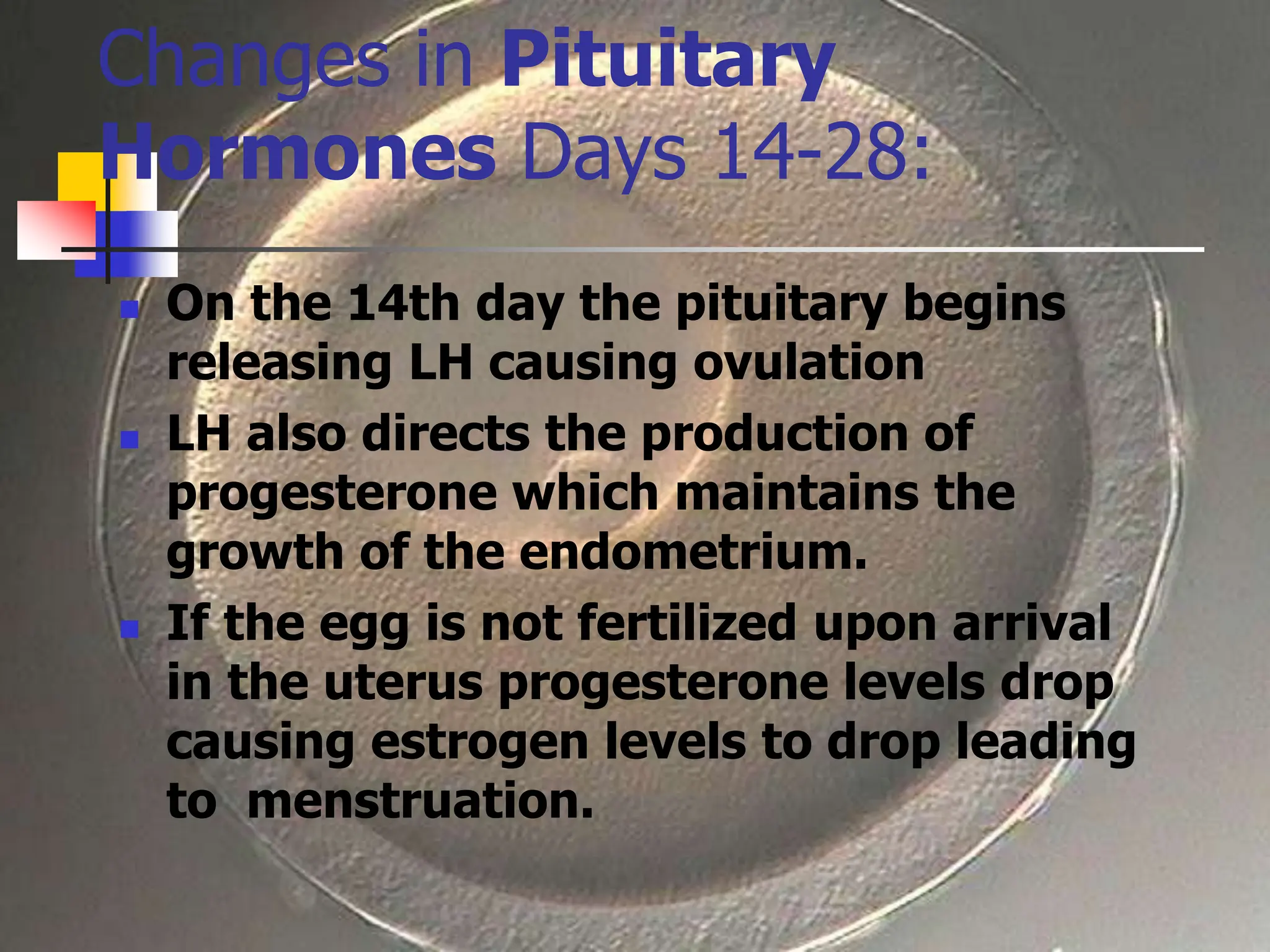 Changes in Pituitary
Hormones Days 14-28:
 On the 14th day the pituitary begins
releasing LH causing ovulation
 LH also directs the production of
progesterone which maintains the
growth of the endometrium.
 If the egg is not fertilized upon arrival
in the uterus progesterone levels drop
causing estrogen levels to drop leading
to menstruation.
 