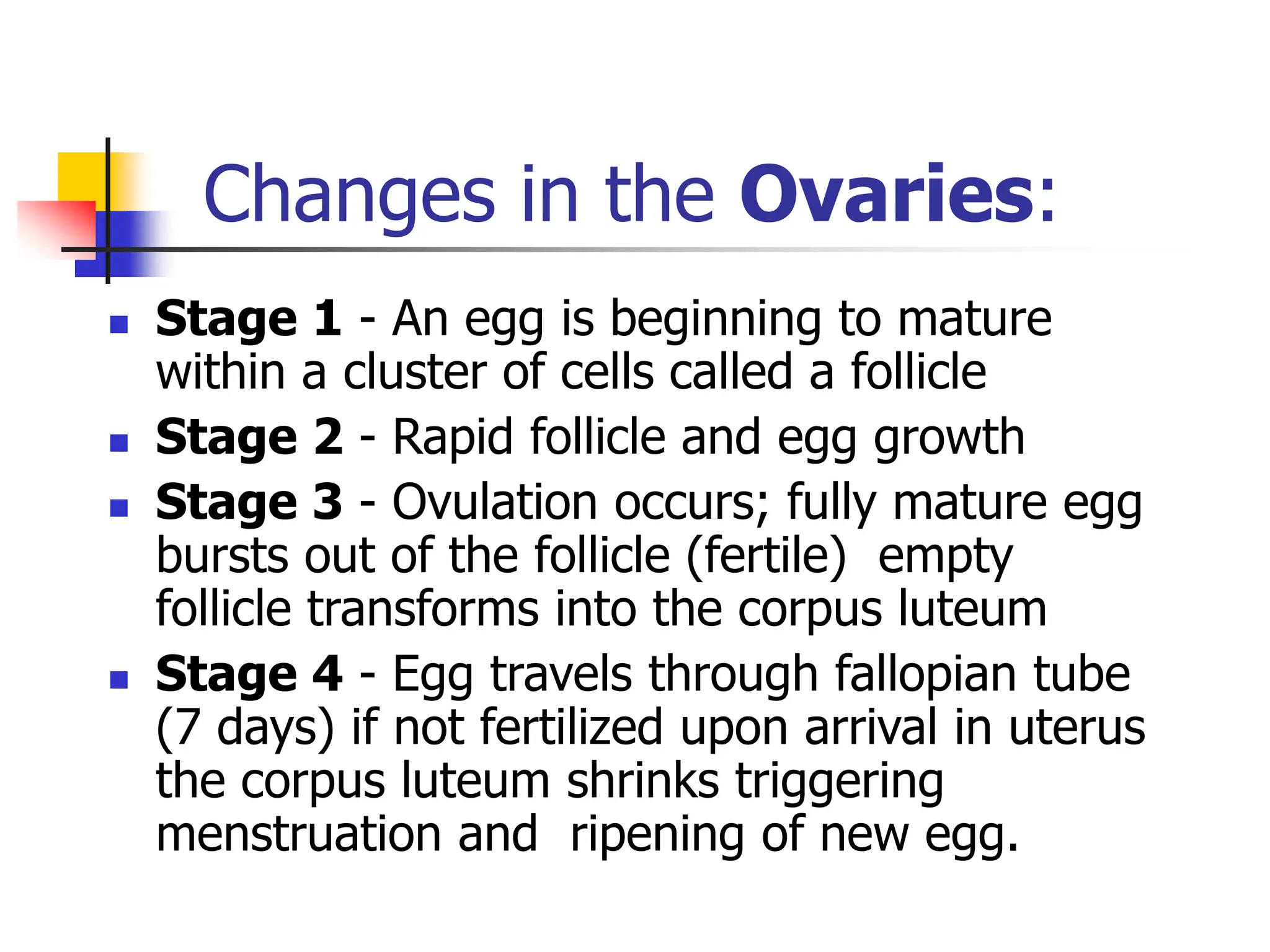 Changes in the Ovaries:
 Stage 1 - An egg is beginning to mature
within a cluster of cells called a follicle
 Stage 2 - Rapid follicle and egg growth
 Stage 3 - Ovulation occurs; fully mature egg
bursts out of the follicle (fertile) empty
follicle transforms into the corpus luteum
 Stage 4 - Egg travels through fallopian tube
(7 days) if not fertilized upon arrival in uterus
the corpus luteum shrinks triggering
menstruation and ripening of new egg.
 