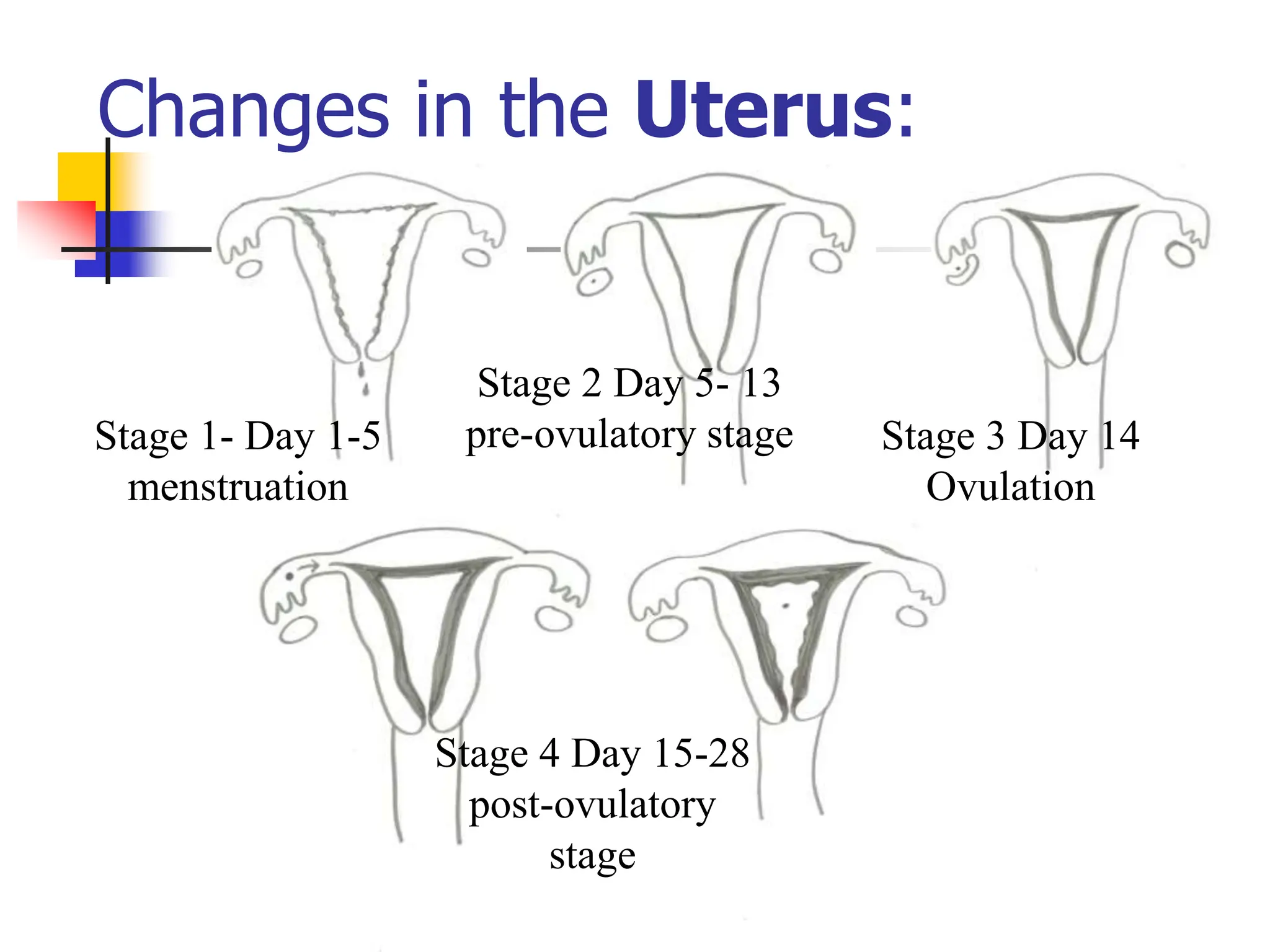 Changes in the Uterus:
Stage 1- Day 1-5
menstruation
Stage 2 Day 5- 13
pre-ovulatory stage Stage 3 Day 14
Ovulation
Stage 4 Day 15-28
post-ovulatory
stage
 