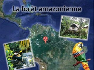 La forêt amazonienne