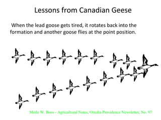 Lessons from Canadian Geese   When the lead goose gets tired, it rotates back into the formation and another goose flies at the point position.  Merle W. Boos - Agricultural Notes, Omaha Providence Newsletter, No. 97 