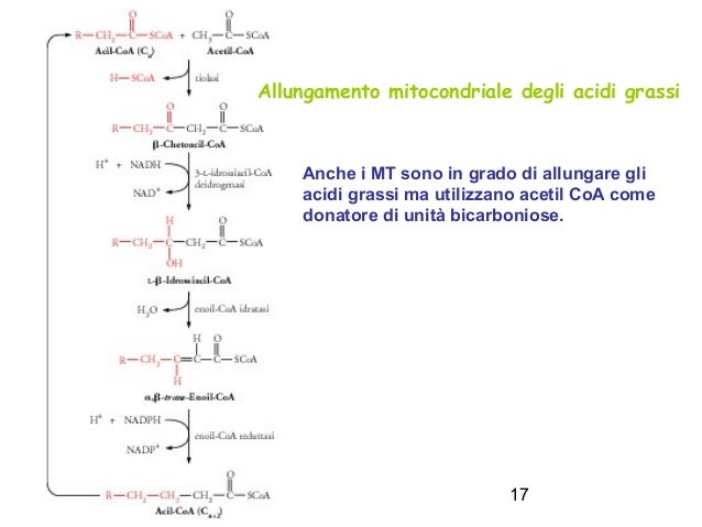 Biosintesi Acidi Grassi