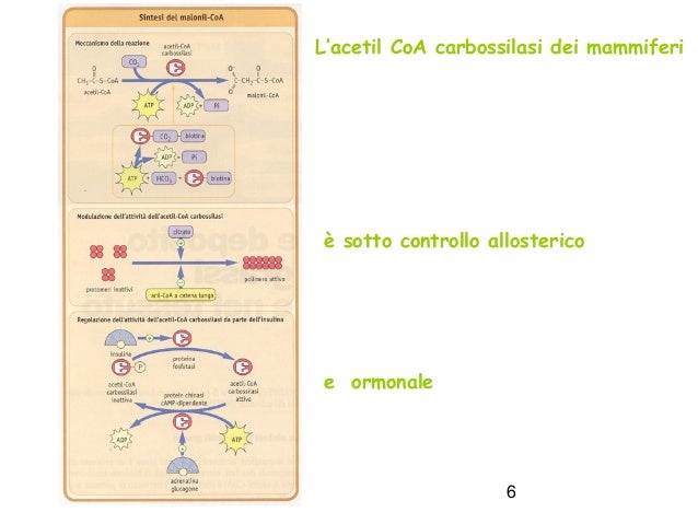 Differenza Tra Acetil Carnitina E Carnitina