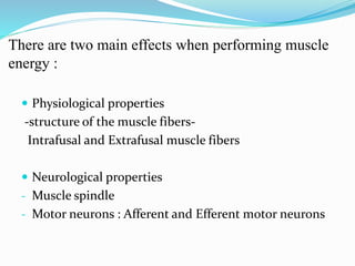 There are two main effects when performing muscle
energy :
 Physiological properties
-structure of the muscle fibers-
Intrafusal and Extrafusal muscle fibers
 Neurological properties
- Muscle spindle
- Motor neurons : Afferent and Efferent motor neurons
 