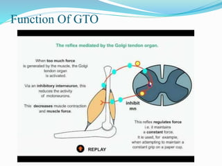 Function Of GTO
 